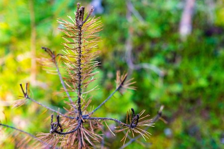 abstract branch of an old pine on an indistinct background for natural abstractionの写真素材