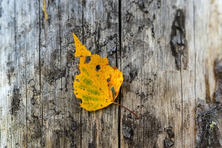 one autumn yellow leaf is located a closeup on an old wooden surface with cracksの写真素材