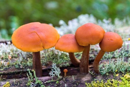 small group or bunch of toadstools or wild mushrooms with a moss and with lichen closeup on a trunk...