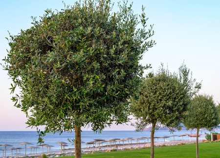 big abstract trees with magnificent green leaves are located a row on a lawn of the sea beachの写真素材