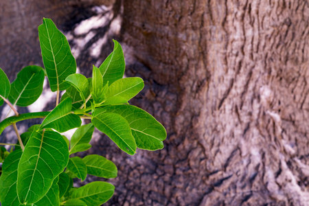new sprouts of a bush of brightly green color on an indistinct background of a tree trunkの写真素材