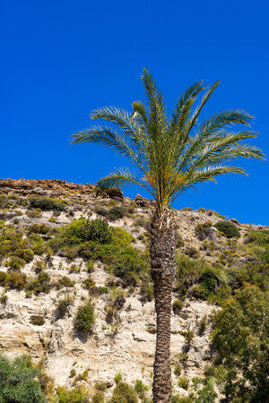 one big and high a palm against the background of the mountain or the hill and a blue clear skyの写真素材
