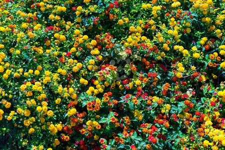 natural color background from a set of small yellow and red flowers and green foliage on branches of bushesの写真素材