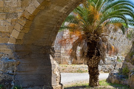one big fluffy palm tree is located in old stone ruins of antiquityの写真素材