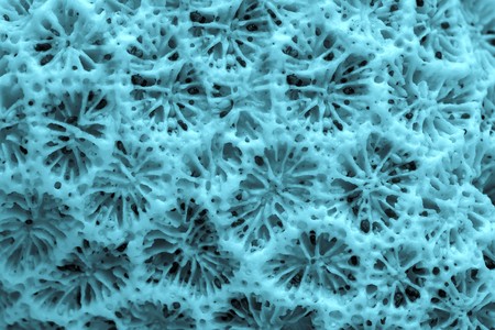 abstract natural texture of a sea coral closeup blue tinted colorの写真素材