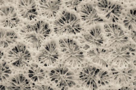 abstract natural texture of a sea coral closeup beige tinted colorの写真素材