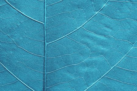 background and abstract natural texture of a part of leaves of a plant closeup of blue colorの写真素材