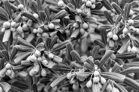 bush with fruits of capers a closeup of monochrome toneの写真素材