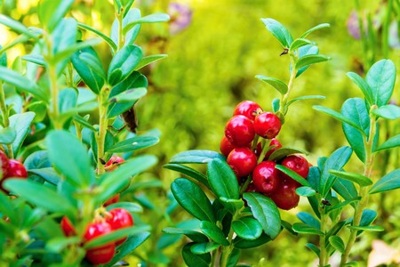 bunch of berries of wild ripe red cowberry closeup in the foregroundの写真素材