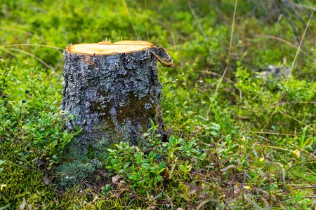 one stump of the cut tree closeup in the foreground against the background of a green grassの写真素材