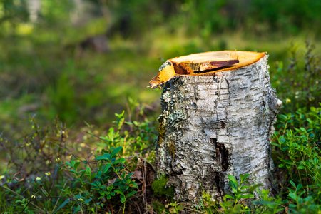 one stump of the cut tree closeup in the foreground against the background of a green grassの写真素材