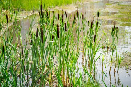 the blossoming brown marsh cane with long green stalks or wild plants of reedの写真素材