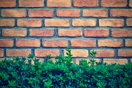 green grass and brick wall for the textured combined background or for wallpaperの写真素材