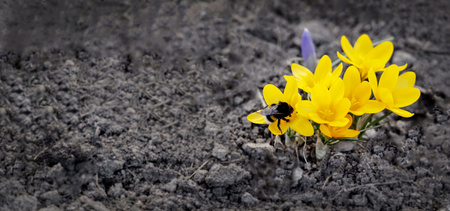 the yellow crocuses blossoming in the spring with a bumblebee on a bud of flowers closeup and against the background of soilの写真素材