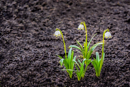 three first spring bellflowers with white heads on the dlmnnykh small stalks closeup separately...