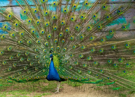 big beautiful a bird a male the peacock with the fan spread by a tail costs sideways and looks before himself forwardの写真素材