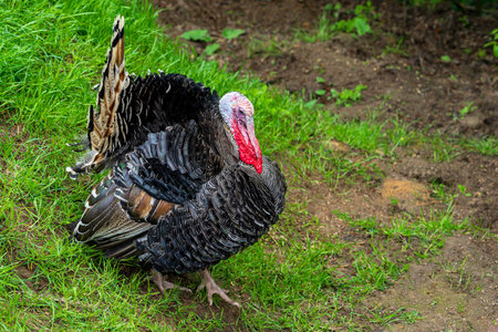 one big poultry a black turkey-cock with a red beard closeup against the background of a green lawn