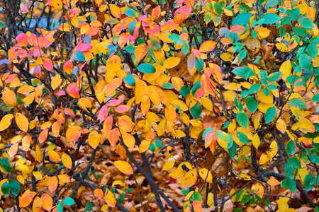 Branching bush with spotty speckled autumn foliage close-up for background