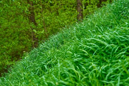 part of the green grass closeup on a blurred backgroundの写真素材