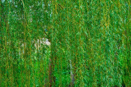 hanging willow branches with green foliage close up for natural background or for wallpaperの写真素材