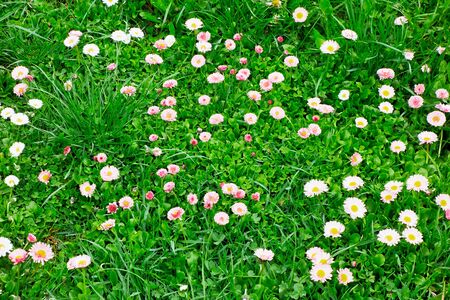 meadow with green grass and small flowers for natural background closeupの写真素材
