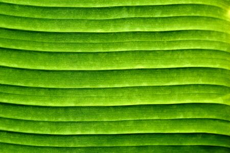 Texture part of green palm leaf closeup for background or for wallpaperの写真素材