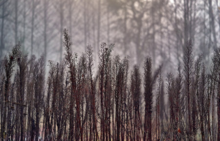 abstract old grass on an indistinct background of the foggy forest for a background or for wallpaper