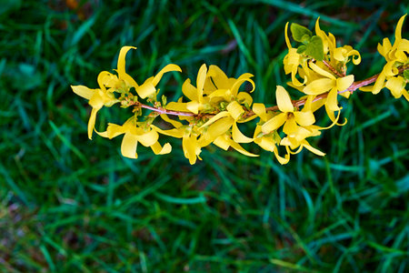 One isolated branch with yellow colors on a blurred green backgroundの写真素材