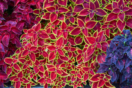 Natural textured background of colored ornamental grass or plants with leaves of abstract shape...