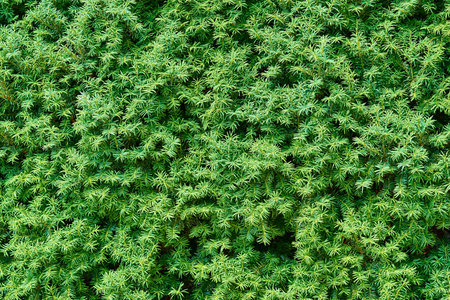 Natural textured background of green ornamental grass or plants with leaves of abstract shape...