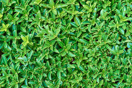 Natural textured background of green ornamental grass or plants with leaves of abstract shape...