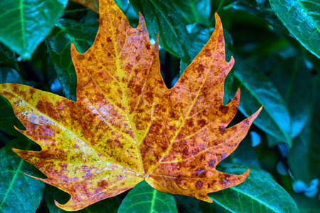 One old yellow maple leaf closeup on the green leaves of another tree