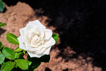 One flower of beautiful white rose closeup against a blurred abstract backgroundの写真素材