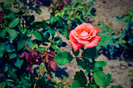 One flower of beautiful red rose closeup against a blurred backgroundの写真素材