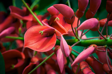 Abstract part of red exotic flower closeup