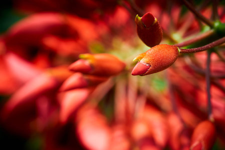 Closed bud of red exotic flower close-up on blurred red background