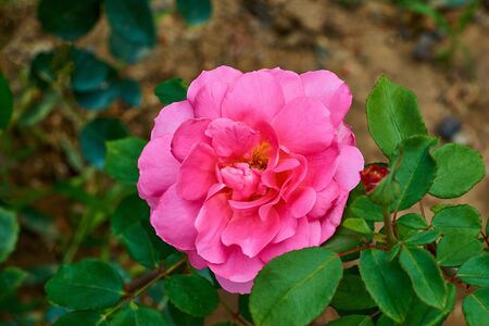 Blooming one large pink rose major on a branch with green leaves on a blurred background and a top viewの写真素材