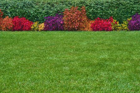 natural landscape design of abstract colored plants in the background and green sheared lawn in a blurous foregroundの写真素材
