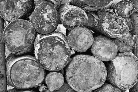 texture closeup of cross-slices or ends logs piled together of monochrome toneの写真素材