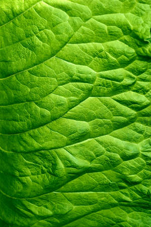 abstract texture green leaf with streaks or veins close-up for natural background or for wallpaperの写真素材