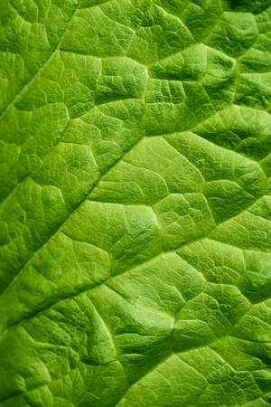 abstract texture close-up of green sheet with streaks for natural background or for wallpaperの写真素材