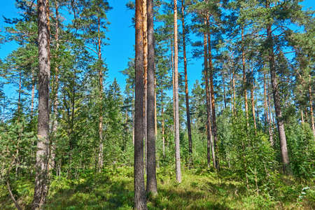 vertical tree trunks closeup against blue skyの写真素材