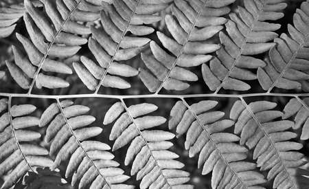 abstract texted gray fern leaf closeup for natural background or for wallpaperの写真素材