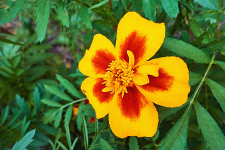 flower one large velvet with red spots on yellow petals against the background of green leavesの写真素材