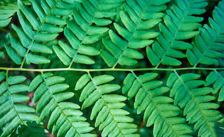 abstract texted green fern leaf closeup for natural background or for wallpaperの写真素材