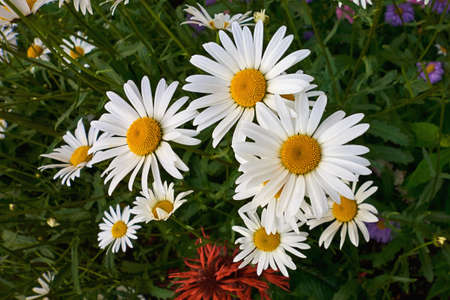 white chamomile flowers closeup on a green backgroundの写真素材