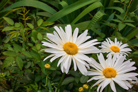 three blooming white daisies close-up on a green backgroundの写真素材