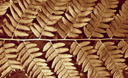 abstract texted brown fern leaf closeup for natural background or for wallpaperの写真素材