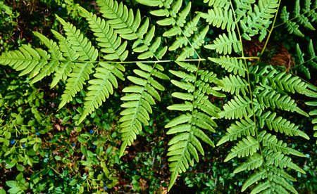 large green sheet of forest fern closeup on a blurred background of grass and blue berriesの写真素材