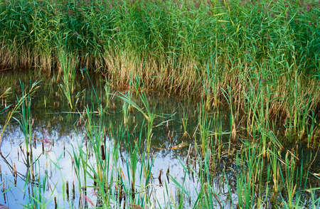marsh landscape with lake or pond and reed thickets for natural grass background on waterの写真素材